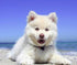 Adorable Puppy on the Beach