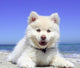 Adorable Puppy Paint by Diamonds