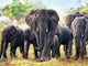 Elephants Diamond Painting