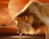 African Lion Drinking Water