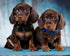 Alpine Dachsbracke Diamond Painting