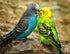 Australian Parrots Diamond Painting