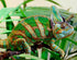 Beautiful Chameleon - Paint by Diamonds