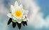 Beautiful Water Lilly