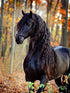 Black Horse with Long Hair