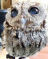 Blind Owl with Starry Eyes