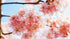 Blooming Peach Blossoms