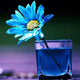 Daisy Diamond Painting