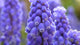 Blue Muscari Flowers Paint by Diamonds