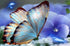 Blue Orchids & Butterfly