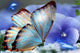 Blue Orchids & Butterfly Paint by Diamonds