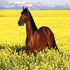Brown Horse in Yellow Fields