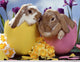 Bunnies in Easter Eggs Diamond Painting