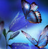 Butterflies Drinking Flower Nectar