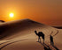 Camel in the Desert