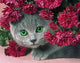 5D Cat Diamond Painting Kit