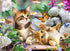 Cats & Butterflies