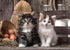 Charming Cats - Diamond Painting Kit