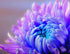 Chrysanthemum Flower Diamond Painting