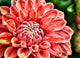 Dahlia Flower Paint by Diamonds