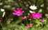 Cosmos Flowers Diamond Painting Kit