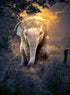 Cute Baby Elephant