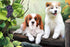 Cute Dogs & Bunch of Grapes