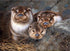 Cute Otter Babies - Diamond Painting Kit