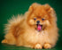 Cute Puppy Yawning