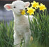 Cute Sheep Sniffing Flowers