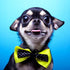 Cutest Chihuahua with a Bow Tie