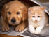 Cutest Dog & Cat Diamond Painting
