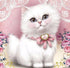 Cutie White Kitty