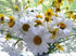 Daisy Diamond Painting Kit
