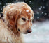 Dog in Snow DIY Painting Kit