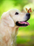 Dog with Butterfly on his Nose