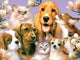 Dogs & Cats are Friends Paint by Diamonds