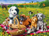 Dogs & Cats on Picnic