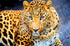 Enchanting Leopard- Diamond Painting Kit