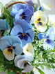 Floral Square Drill