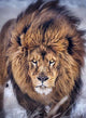 Lion Square Drill Painting Kit