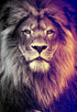 Gazing Lion - Paint by Diamonds