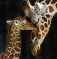 Giraffe Paint By Diamonds Art