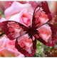 Glittering transparent Butterfly Diamond Painting