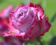 Pink Rose Diamond Painting Kit
