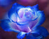 Gorgeous Rose with Blue Tips