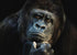 Gorilla Diamond Painting