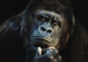 Gorilla DIY Diamond Painting