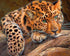 Green Eyed Cheetah Diamond Painting