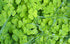Green Garden Diamond Painting Kit